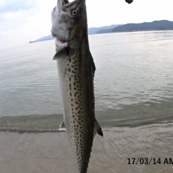 まさかのサゴシ！( °ω° )